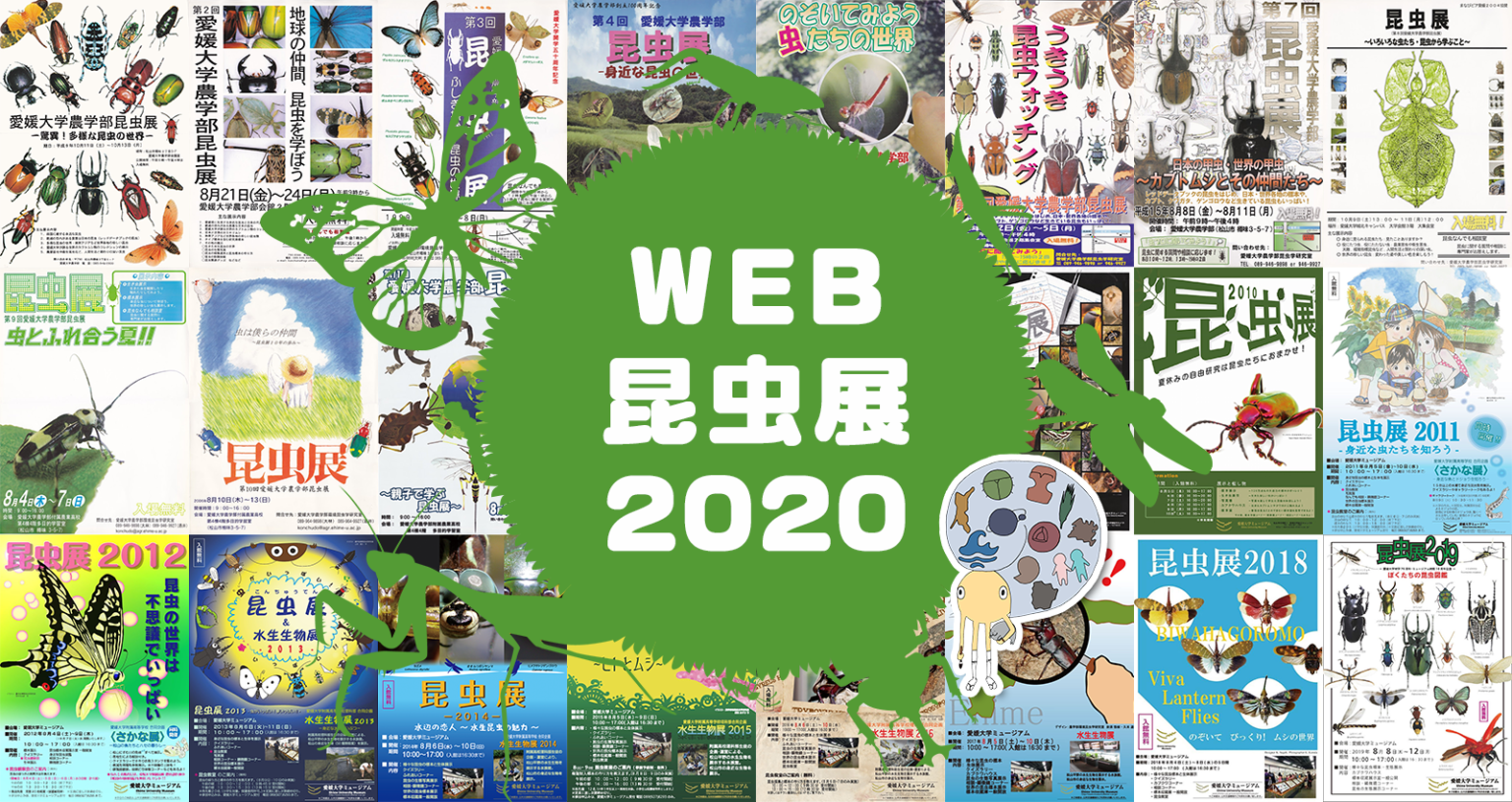 愛媛大学ミュージアムweb昆虫展2020に資料提供しました