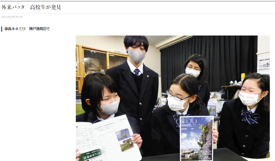 外来バッタChondracris roseaの報告について、読売新聞と神戸新聞に掲載されました