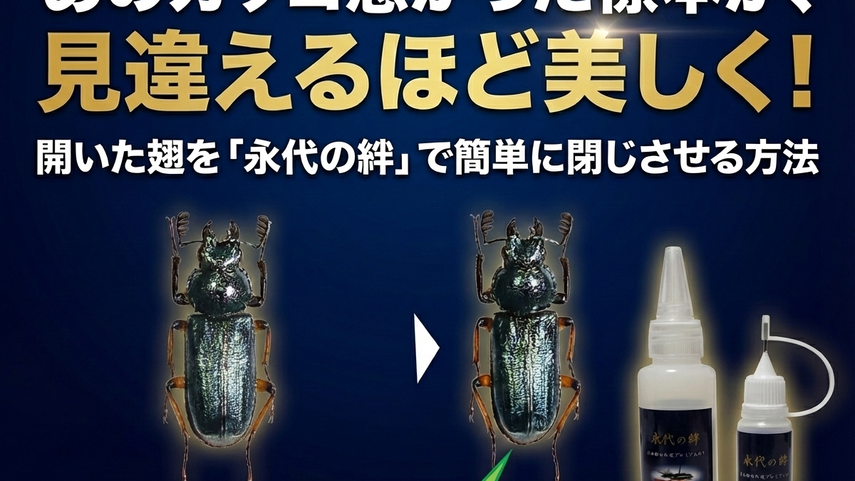 あのカッコ悪かった標本が、見違えるほど美しく！開いた翅を「永代の絆」で簡単に閉じさせる方法