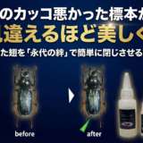 あのカッコ悪かった標本が、見違えるほど美しく！開いた翅を「永代の絆」で簡単に閉じさせる方法
